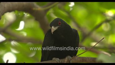 Yellowish beak, ruby red eye and a bubbling babbling call: Dead giveaway that it's an Asian Koel