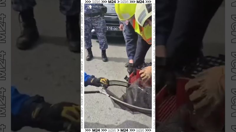 Минутка доброты. Смотрите, как спасали утят, упавших в ливнёвку на Тверском бульваре.