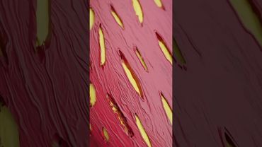 Как растут мышцы 💪