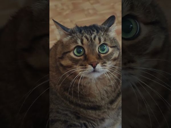 Если бы вы...🙀😼😉🤣 #cat #кот #юмор #кино #котушка #приколы #цитаты