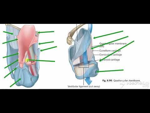 Larynx membranes & ligaments 4