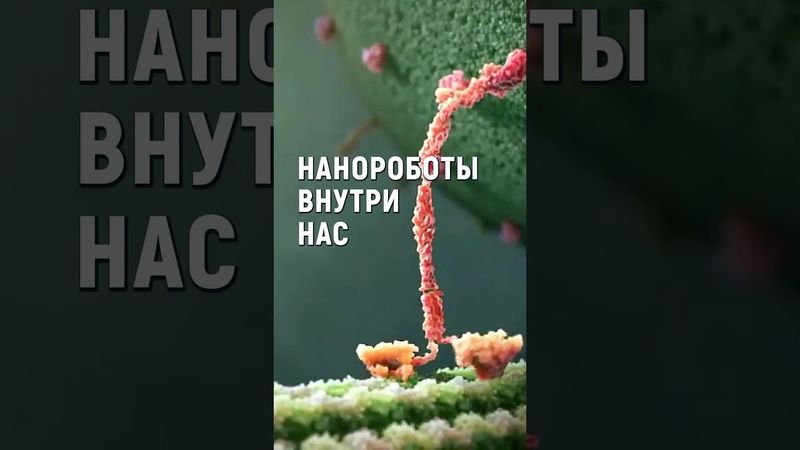 Биология опережает ЛЮБЫЕ машины. Молекулярные моторы живых организмов внутри клеток