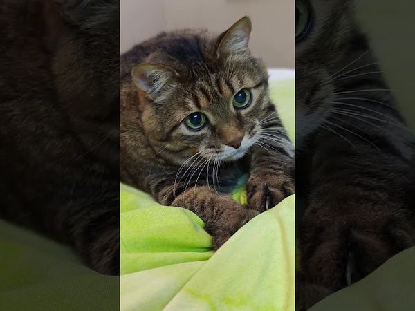 Работа не волк 🙀🤔😉🤣 #cat #кот #юмор #котушка #приколы #цитаты