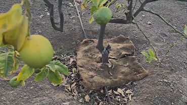 Человеческие волосы спасают сады Чили от засухи