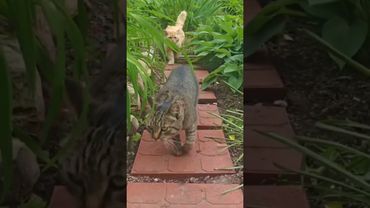 Стереть брови 🙀🤔😉🤣 #cat #кот #юмор #котушка #приколы #цитаты #смех