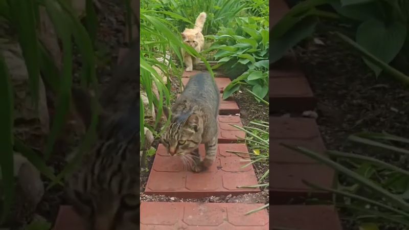 Стереть брови 🙀🤔😉🤣 #cat #кот #юмор #котушка #приколы #цитаты #смех