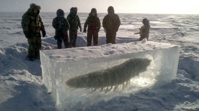 Ученые оживили замороженное существо возрастом 24 000 лет