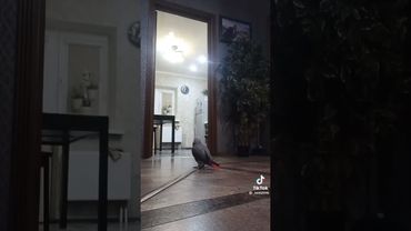 Попугай материться +18