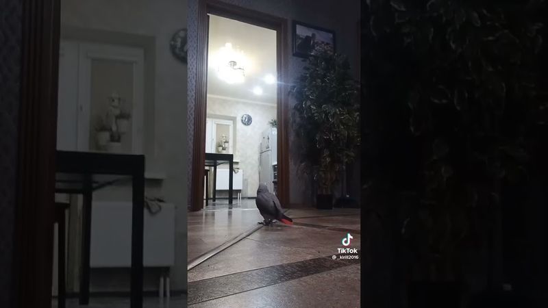 Попугай материться +18