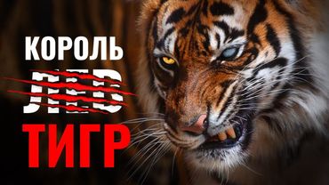 Биология Самой Сильной Кошки на Планете