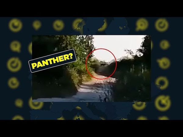 Fact-checking claims about the 'panther' on the loose in Bulgaria