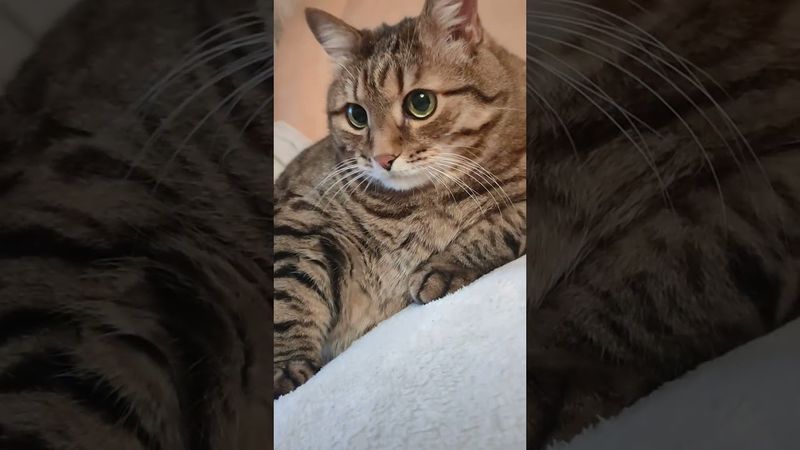 Самообладание 🙀🤔😁🤣 #cat #кот #юмор #котушка #прикол #цитаты