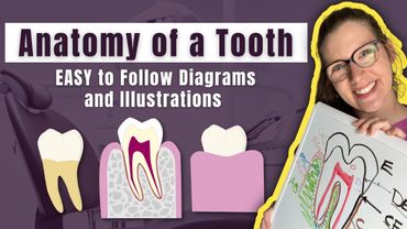 Parts of a Tooth Diagramed and Explained by a Dentist | Learn the Layers and Tissues of a Tooth FAST
