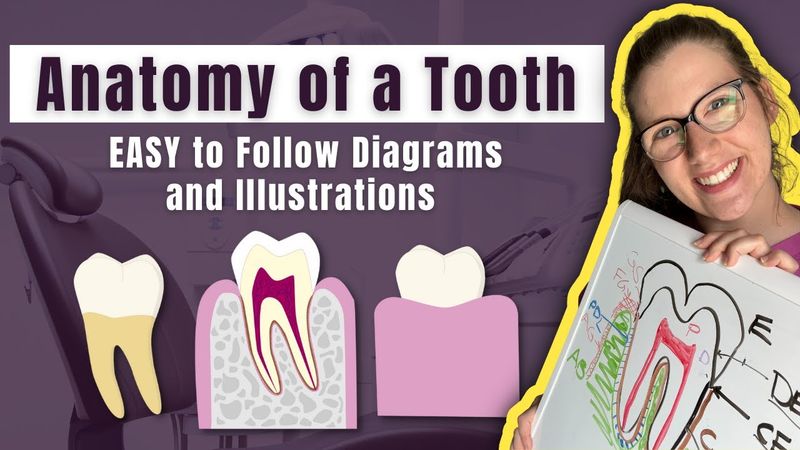 Parts of a Tooth Diagramed and Explained by a Dentist | Learn the Layers and Tissues of a Tooth FAST