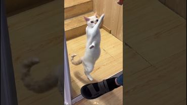 Fanny Cats 12 #funny #cat #cats #katzen