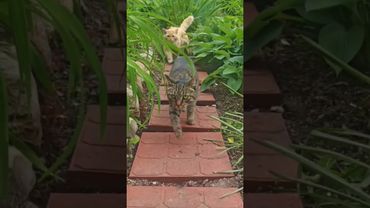 Как кредит 🤔🙀😉🤣 #cat #кот #юмор #котушка #приколы #цитаты