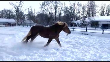 Жеребец Моряк бежит по снегу - Перевозский конный завод