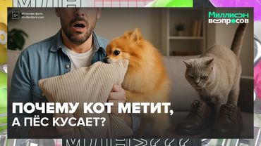 Что на самом деле хочет ваш кот или пёс? Отвечает зоопсихолог