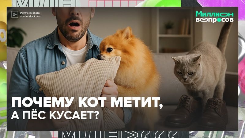 Что на самом деле хочет ваш кот или пёс? Отвечает зоопсихолог
