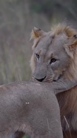 Beautiful animals #lion #love #nature #foryou #fyp 