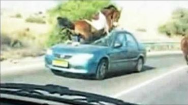 Such Rare Sights! Cases with Animals on the Road Caught on Camera