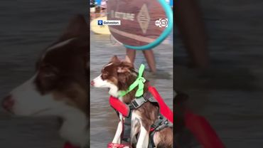 2025 Ohana Dog Surf Competition