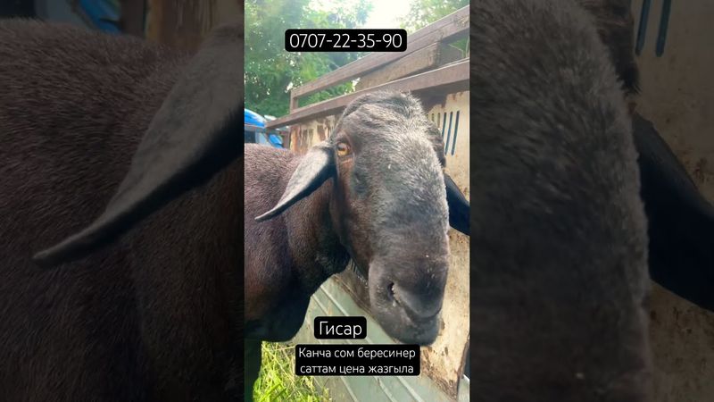 Гисарга ба бергиле