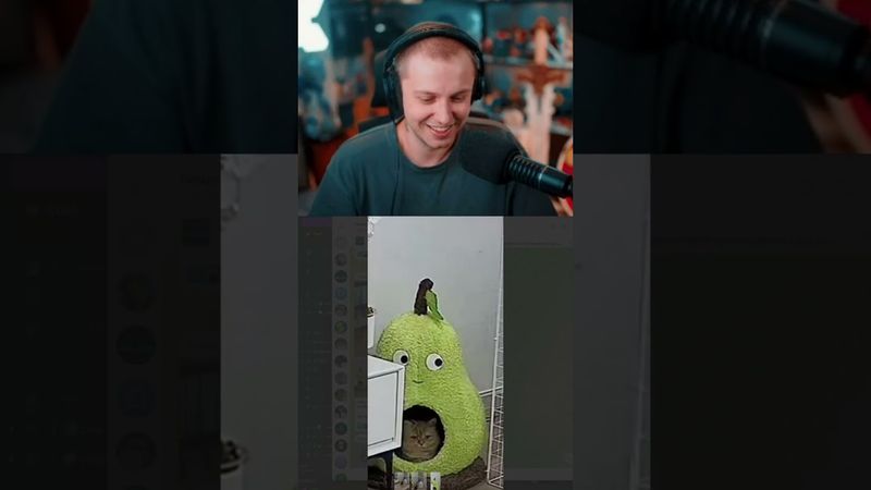 кошатник #стинт #stint #stintik #прикол #реакция