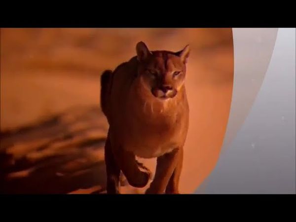 Самая красивая арабская песня