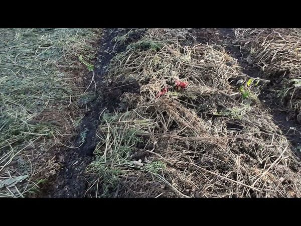 Как сделать почву абсолютно плодородной урожайной здоровой ЛЕГКО