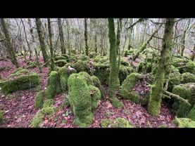 Verloren in einem verwunschenen Wald