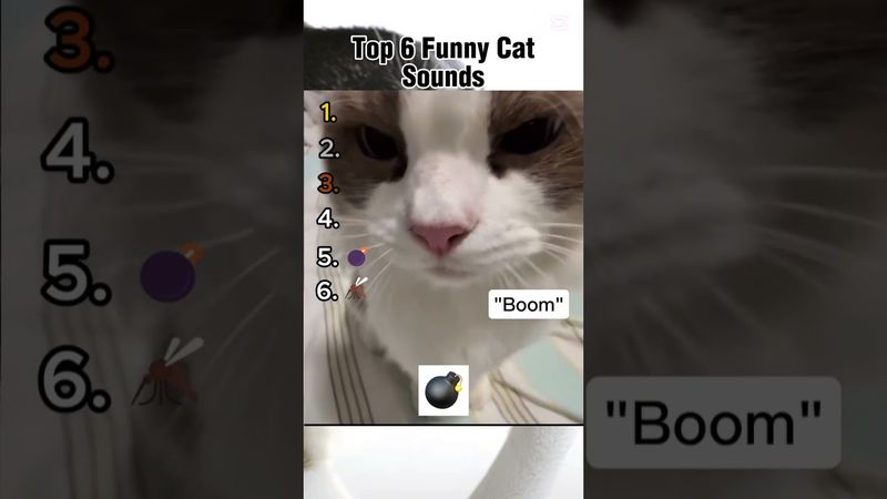 funny cat sounds. 😂