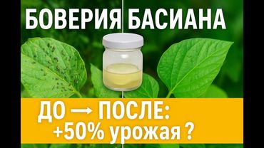 Как я делаю биопрепарат из Боверии: блинчик, фильтрат и опрыскивание — просто, дешево, эффективно!