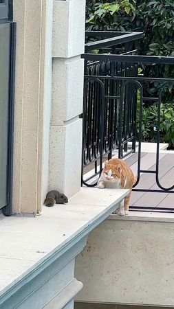 Cats are excellent Hunters!🙀💪💪 #newyear2026 #cat #animals #viral 