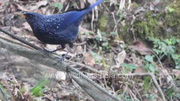 Blue Whistling Thrush of the Himalaya: The Whistling Schoolboy of our hill station towns