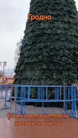 #Гродно #елка #новыйгод #2026 #дедмороз #события #скороновыйгод #топ ...