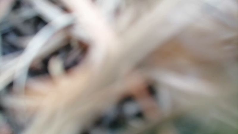 ☦Грядущий царь. Вступление первое.