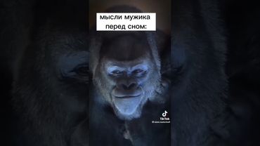 Озвучка обезьяны /горилла / мысли обезьяны #юмор