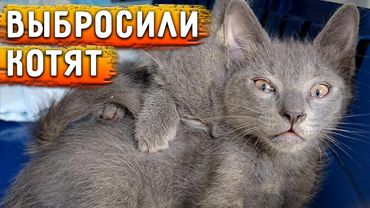 Подкинули котят-близнецов. Айза чуть не лишила Альму глаза😱 взрослые Дымка и Оди едят грудь кошки.