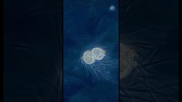 Бинарное деление: Как это происходит на самом деле?