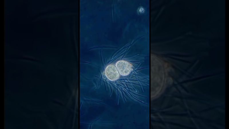 Бинарное деление: Как это происходит на самом деле?