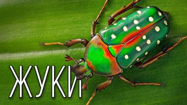 Жуки: Бронированные Насекомые | Интересные факты про жуков