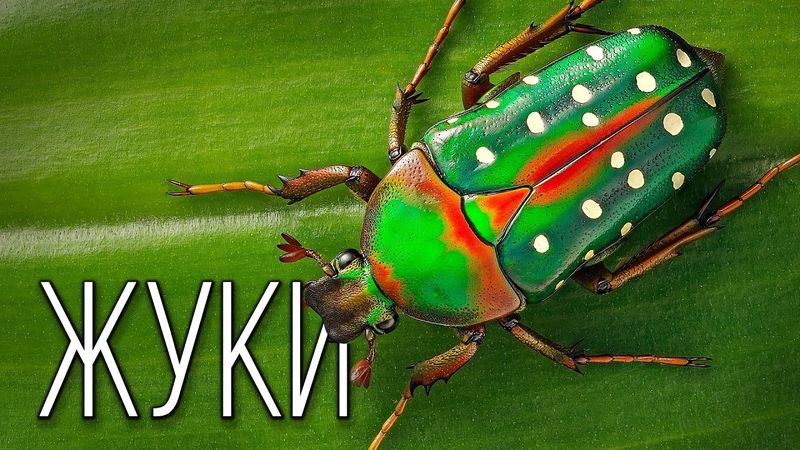 Жуки: Бронированные Насекомые | Интересные факты про жуков