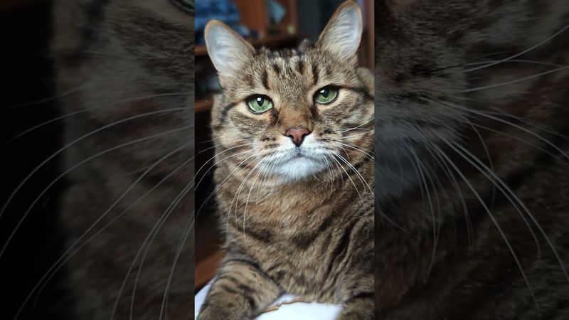 Триллер 💃🙀😉🤣 #cat #кот #юмор #котушка #приколы #позитив #популярное #цитаты #топ