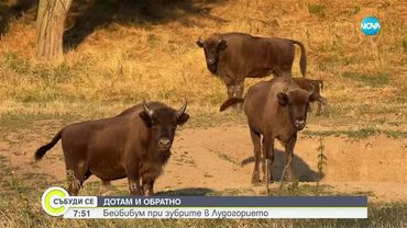 „Дотам и обратно: Бейбибум при зубрите в Лудогорието