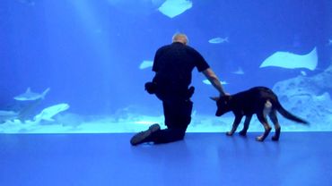Датская полиция дрессирует служебных собак в океанариуме в Копенгагене