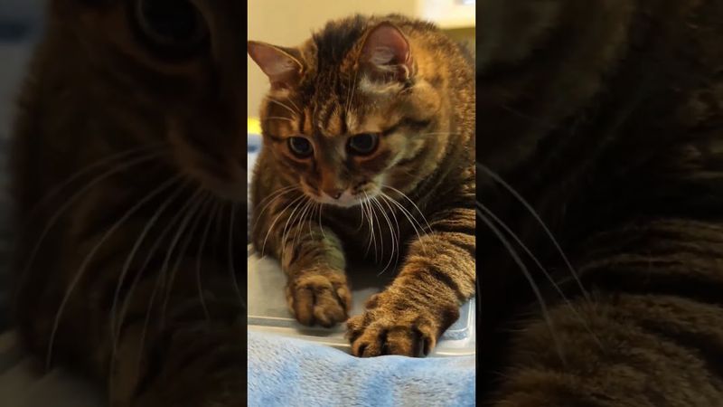 Любовь с первого взгляда 😻🙀😉🤣#cat #кот #юмор #котушка #приколы #цитаты #смех