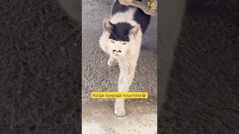 Встречали таких 😻😻 #cat #прикольныекоты