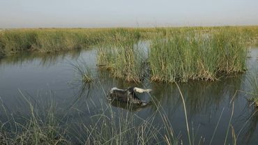 Drought in Iraqi marshes causing buffalo deaths and farmer migrations | AFP