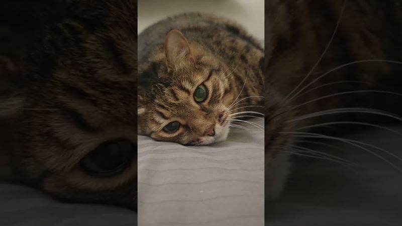 Это твоя жизнь 🐱🤗😻😍 #cat #кот #рекомендации #котушка #приколы #цитаты